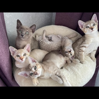 Tonkinese Cat 6